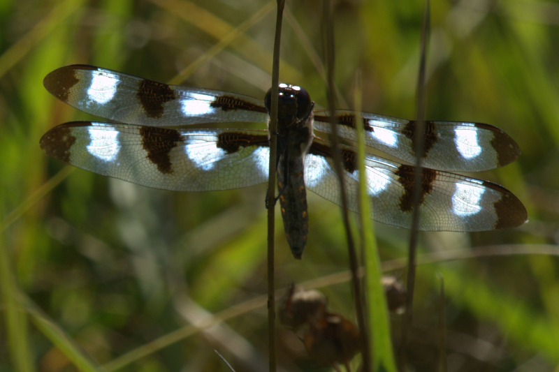 male Twelve-spotted Skimmer Dragonfly (Libellula pulchetta) at Conboy