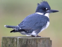 Belted Kingfisher at Ridgefield NWR