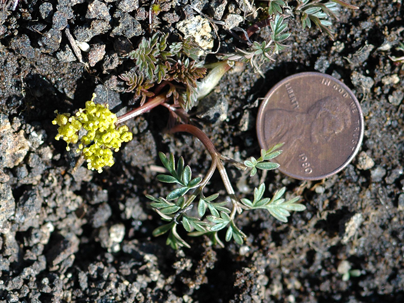 Lomatium coos