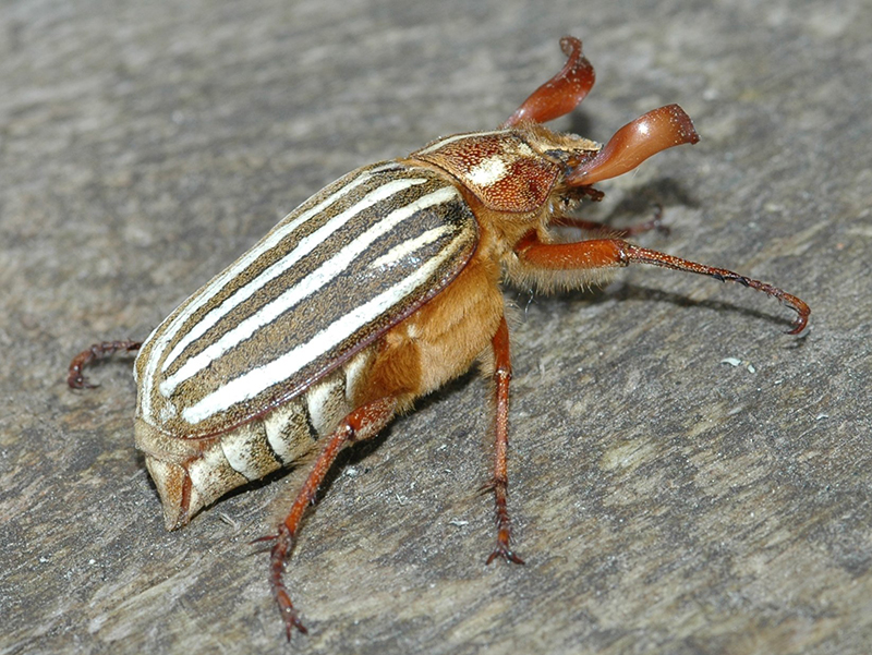 Ten-lined Beetle