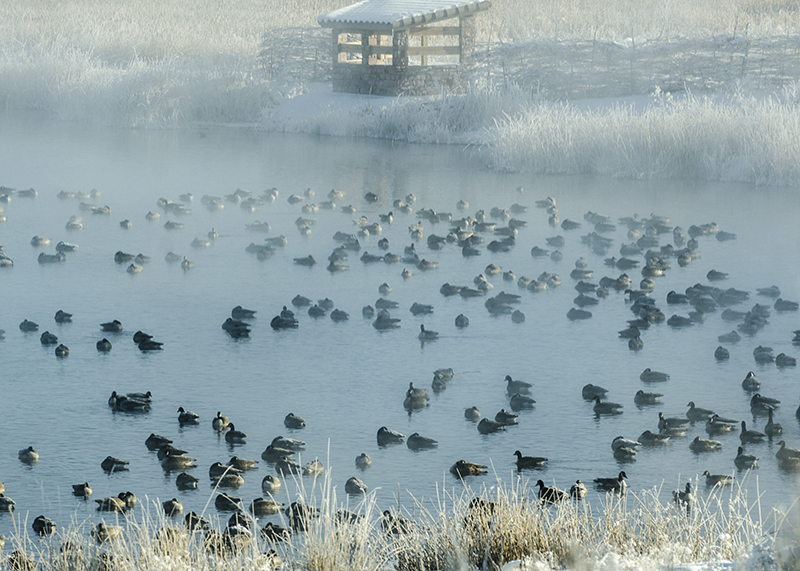 Marshall Pond geese