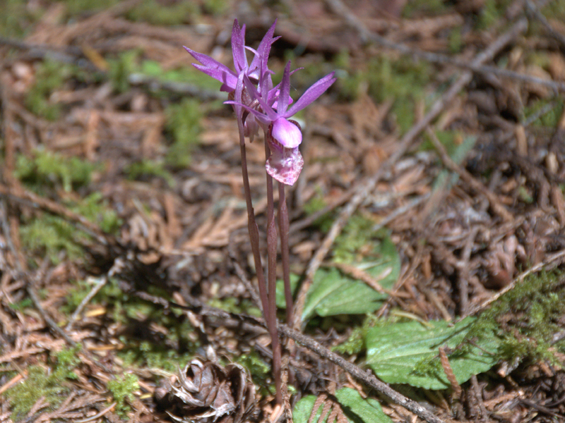 Calypso bulbosa