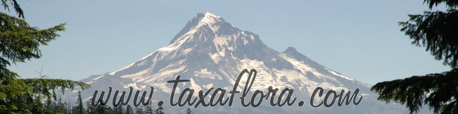 Tag: Mount Rainier