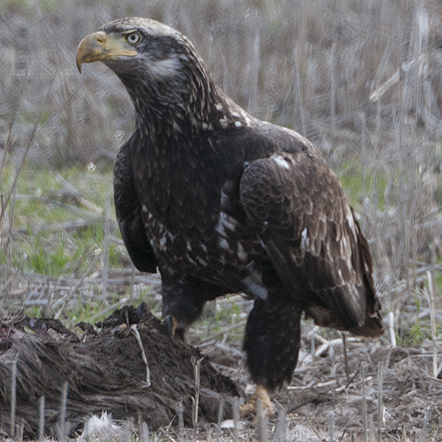 Young Bald Eagle near White River Falls State Park