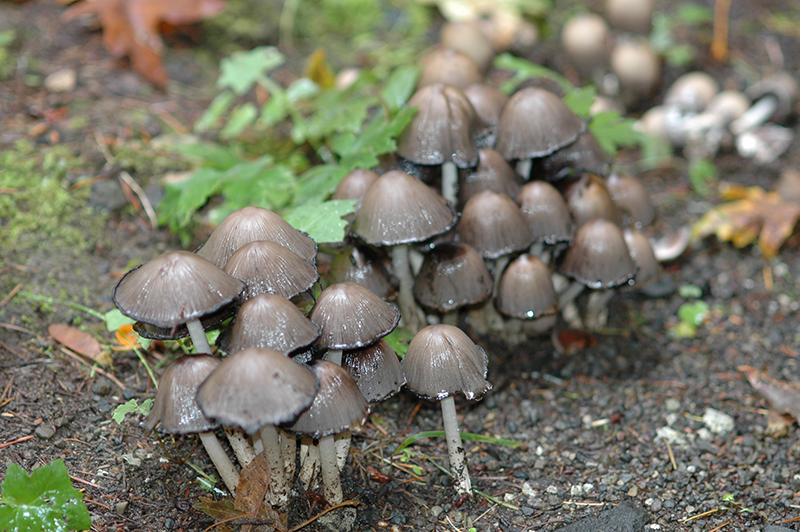 Wildwood Mushrooms