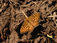 AUG0406 038