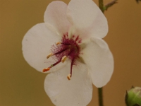 AUG0806 002a