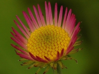 AUG0806 006b800