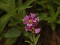 AUG0806 015