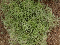 AUG0806 056