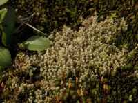 mar1307 033