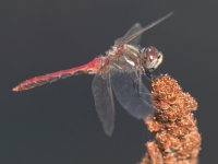 Striped Meadowhawk (Sympetrum pallipes) Conboy