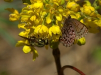 Western Pine Elfin and wasp on Oregon Grape