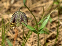 Chocolate Lily (Fritillaria affiinis) and wasp Conboy Lake