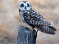Owl at Malheur Harney County