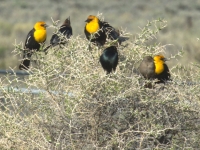 Yellow headed blackbird (Xanthocephalus xanthocephalus)