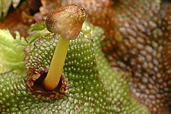 Liverwort