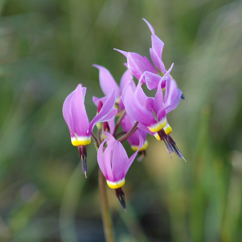 Dodecatheon poetica