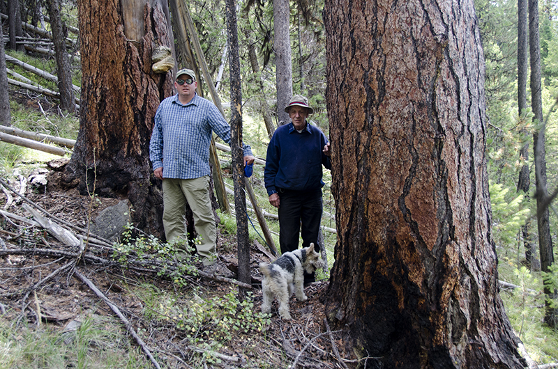 Western Larch